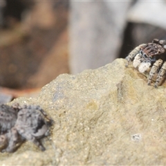 Maratus vespertilio at Cavan, NSW - 27 Sep 2024