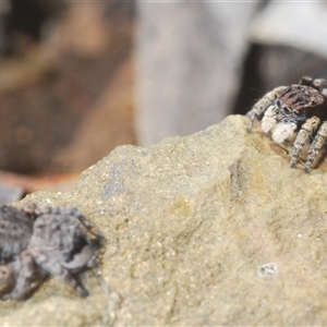 Maratus vespertilio at Cavan, NSW - 27 Sep 2024