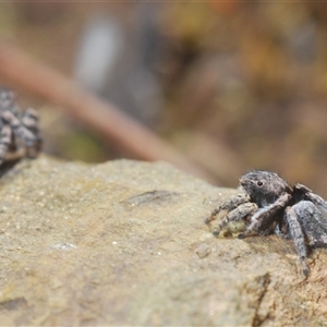 Maratus vespertilio at Cavan, NSW - 27 Sep 2024