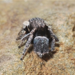 Maratus vespertilio at Cavan, NSW - 27 Sep 2024