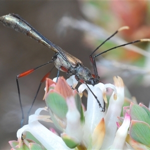 Enchoptera apicalis at Cavan, NSW - 27 Sep 2024