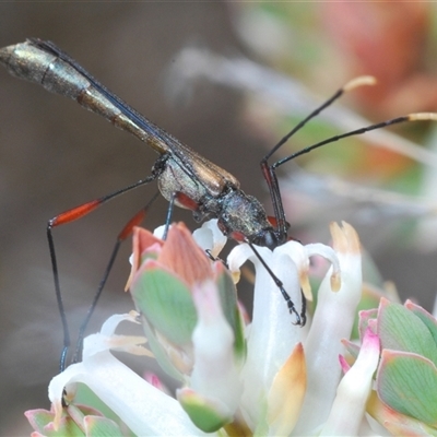 Enchoptera apicalis (Longhorn beetle) at Cavan, NSW - 27 Sep 2024 by Harrisi