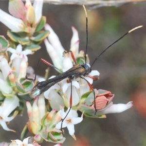 Enchoptera apicalis at Cavan, NSW - 27 Sep 2024