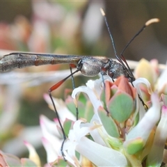 Enchoptera apicalis at Cavan, NSW - 27 Sep 2024