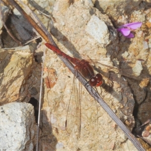 Diplacodes bipunctata at Cavan, NSW - 27 Sep 2024