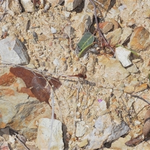 Diplacodes bipunctata at Cavan, NSW - 27 Sep 2024