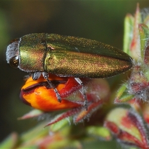 Melobasis propinqua at Cavan, NSW - 27 Sep 2024 12:37 PM