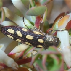 Castiarina parallela (A Jewel Beetle) at Cavan, NSW - 27 Sep 2024 by Harrisi