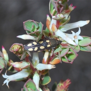 Castiarina parallela at Cavan, NSW - 27 Sep 2024