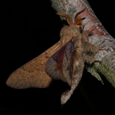 Entometa fervens (Common Gum Snout Moth) at Freshwater Creek, VIC - 16 Feb 2021 by WendyEM