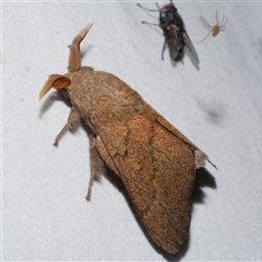 Entometa fervens at Freshwater Creek, VIC - 16 Feb 2021 01:16 AM