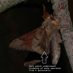 Entometa fervens at Freshwater Creek, VIC - 16 Feb 2021