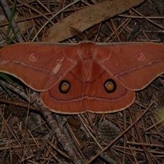 Opodiphthera helena (Helena Gum Moth) at Freshwater Creek, VIC - 15 Feb 2021 by WendyEM