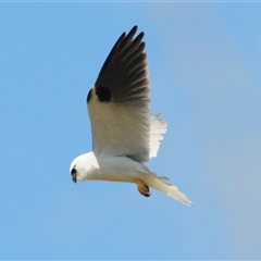 Elanus axillaris (Black-shouldered Kite) at Uriarra, NSW - 27 Sep 2024 by Harrisi