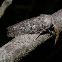 Cryptophasa irrorata (A Gelechioid moth (Xyloryctidae)) at Freshwater Creek, VIC - 15 Feb 2021 by WendyEM