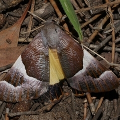 Niceteria macrocosma (Showy Geometrid) at Freshwater Creek, VIC - 16 Feb 2021 by WendyEM