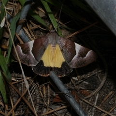 Niceteria macrocosma at Freshwater Creek, VIC - 16 Feb 2021