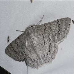 Crypsiphona ocultaria (Red-lined Looper Moth) at Freshwater Creek, VIC - 15 Feb 2021 by WendyEM