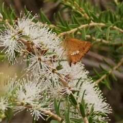 Dispar compacta (Barred Skipper) at Freshwater Creek, VIC - 16 Feb 2021 by WendyEM