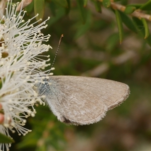 Zizina otis at Freshwater Creek, VIC - 16 Feb 2021