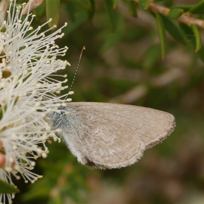 Zizina otis (Common Grass-Blue) at Freshwater Creek, VIC - 16 Feb 2021 by WendyEM