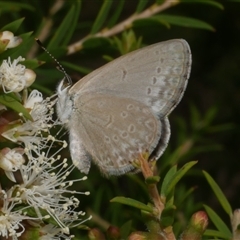 Zizina otis at Freshwater Creek, VIC - 16 Feb 2021 by WendyEM