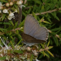 Zizina otis (Common Grass-Blue) at Freshwater Creek, VIC - 16 Feb 2021 by WendyEM