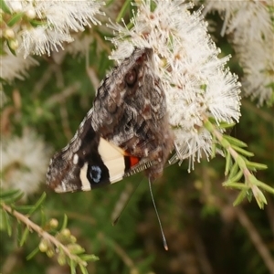 Vanessa itea at Freshwater Creek, VIC - 16 Feb 2021 02:35 PM