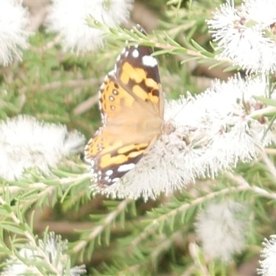 Vanessa kershawi (Australian Painted Lady) at Freshwater Creek, VIC - 16 Feb 2021 by WendyEM