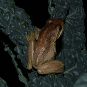 Litoria ewingii at Freshwater Creek, VIC - 16 Feb 2021 10:29 PM