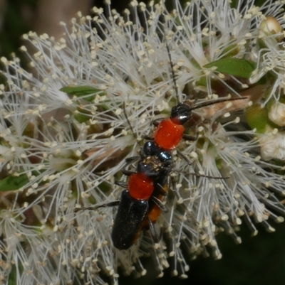 Chauliognathus tricolor (Tricolor soldier beetle) at Freshwater Creek, VIC - 16 Feb 2021 by WendyEM