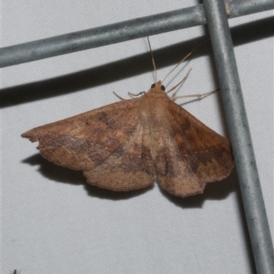 Idiodes apicata (Bracken Moth) at Freshwater Creek, VIC - 18 Feb 2021 by WendyEM