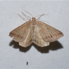 Parosteodes fictiliaria (Dodonaea Moth) at Freshwater Creek, VIC - 19 Feb 2021 by WendyEM