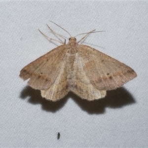 Parosteodes fictiliaria at Freshwater Creek, VIC - 19 Feb 2021