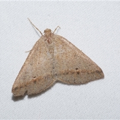 Parosteodes fictiliaria at Freshwater Creek, VIC - 19 Feb 2021