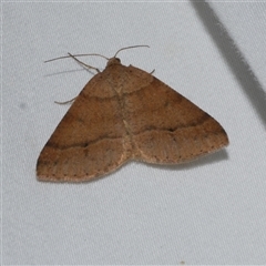 Parosteodes fictiliaria (Dodonaea Moth) at Freshwater Creek, VIC - 18 Feb 2021 by WendyEM