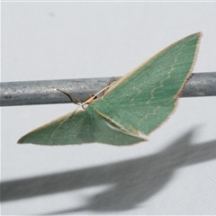 Chlorocoma dichloraria (Guenee's or Double-fringed Emerald) at Freshwater Creek, VIC - 18 Feb 2021 by WendyEM