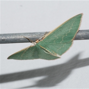 Chlorocoma dichloraria at Freshwater Creek, VIC - 18 Feb 2021 09:56 PM