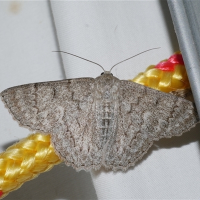 Crypsiphona ocultaria (Red-lined Looper Moth) at Freshwater Creek, VIC - 18 Feb 2021 by WendyEM