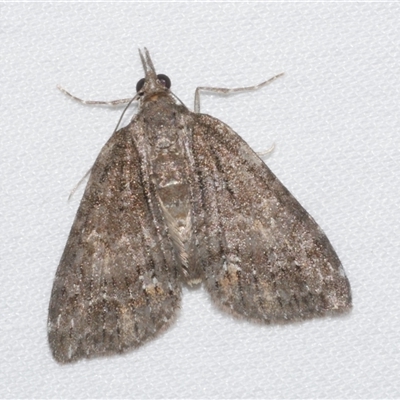 Microdes squamulata (Dark-grey Carpet) at Freshwater Creek, VIC - 18 Feb 2021 by WendyEM