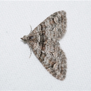 Phrissogonus laticostata at Freshwater Creek, VIC - 18 Feb 2021 10:00 PM