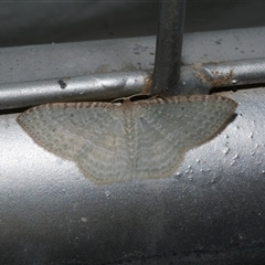 Poecilasthena pulchraria (Australian Cranberry Moth) at Freshwater Creek, VIC - 18 Feb 2021 by WendyEM