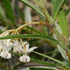 Aphis nerii (Milkweed Aphid) at Freshwater Creek, VIC - 28 Feb 2021 by WendyEM