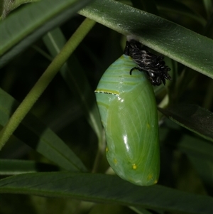 Danaus plexippus at Freshwater Creek, VIC - 22 Feb 2021 03:30 PM