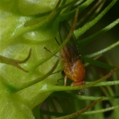 Unidentified Other true fly at Freshwater Creek, VIC - 28 Feb 2021 by WendyEM