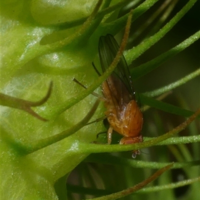 Unidentified Other true fly at Freshwater Creek, VIC - 28 Feb 2021 by WendyEM