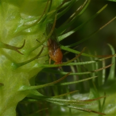 Chyromyidae (family) at Freshwater Creek, VIC - 28 Feb 2021 03:34 PM
