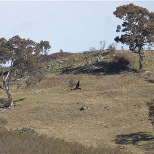 Aquila audax at Macnamara, ACT - 23 Aug 2024