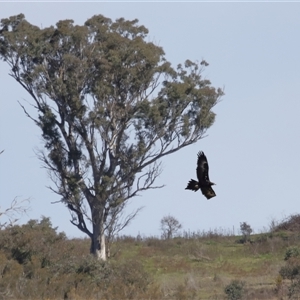 Aquila audax at Macnamara, ACT - 23 Aug 2024