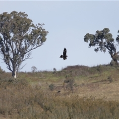 Aquila audax at Macnamara, ACT - 23 Aug 2024